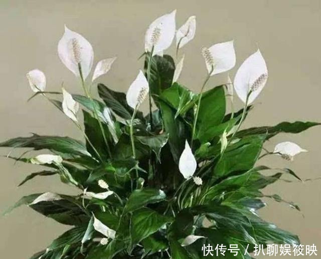 光照就可以|家里养花,就选这几种,一年四季不用管,给点阳光就开花