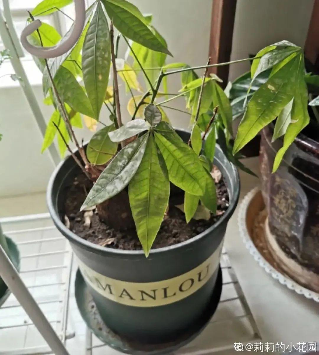 虐着养的花,剪成秃子,半月不浇水,呼呼开花
