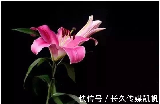 爱人|塔罗占卜：四朵百合花，你最喜欢哪朵？测出你爱的人心里是否有你