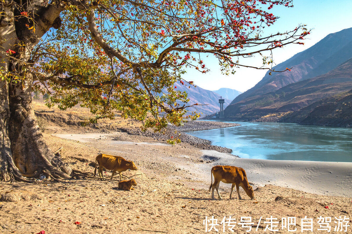 芒果|四川“春城”，以花为名，全年无冬！三亚之外的又一避寒胜地