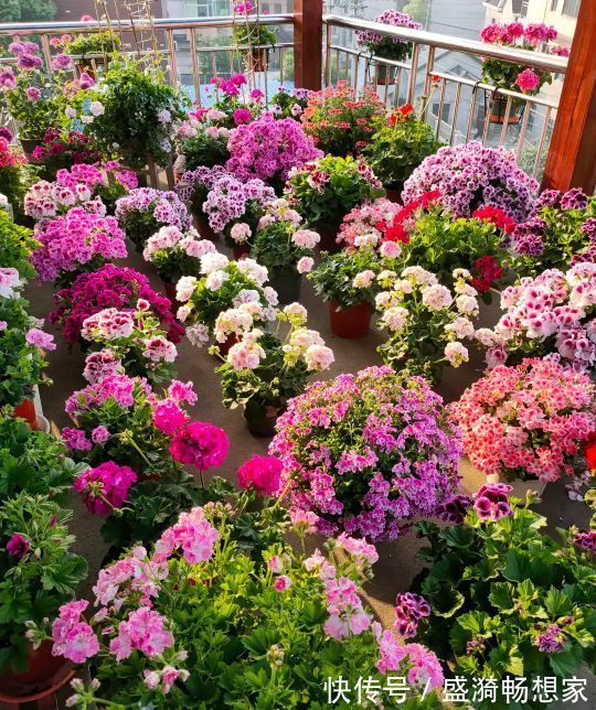 叶片|5种“漂亮花”,从来不生虫,家里干净卫生,花开不断,真省心