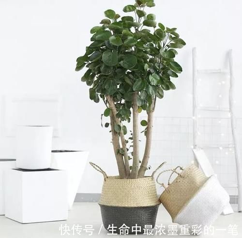 幸福树|年底养花,推荐安排4种“好运花”,寓意一级棒