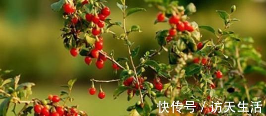 毒药|枸杞和一物是天生相克?一起喝等于喝毒药!多数人不知道!