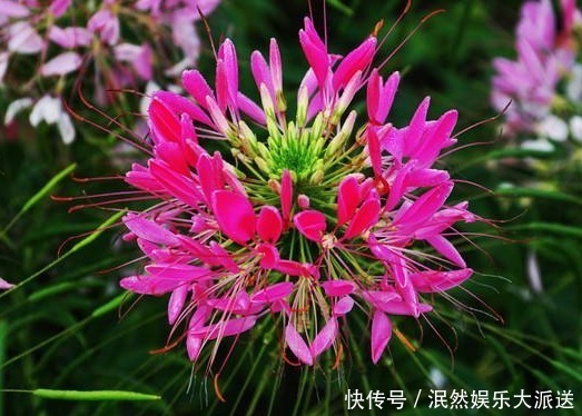 蝴蝶|这花“新奇”,花开似球,又似蝴蝶飞舞,比菊花有趣,花开90天