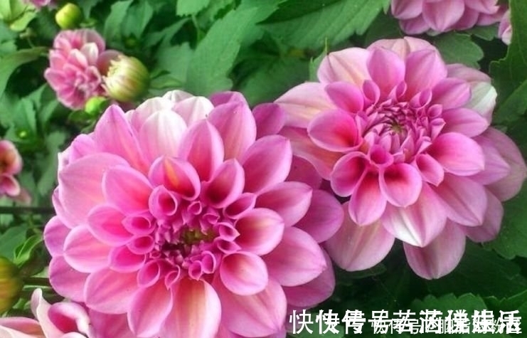 大丽花|4种“高颜值花”,华贵漂亮,花开富贵、第一种已经被迷住了!