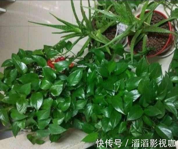 黄叶|养绿萝，按照顺序“4步走”，做对了30天爆盆，从不黄叶