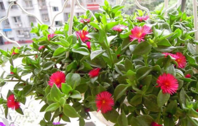 “4种花”谁见了都喜欢，好养又漂亮，花期超长，一开就是大半年