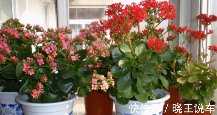 花友们|长寿花养殖和扦插技巧