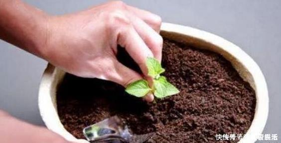 营养|盆土太硬了?用它泡一泡,浸盆浇,土壤透气有营养,还养根