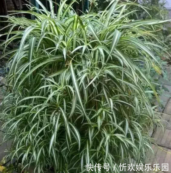 吊兰长的慢还瘦做好关键几点，叶子又肥又绿蹭蹭长，爆成绿瀑布