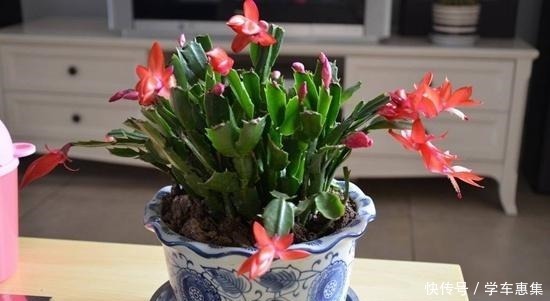 养护|卧室养花有讲究,6种适合摆在卧室的花草,晚上不争氧气!