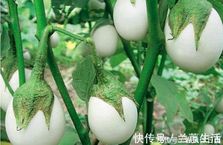 白蛋茄|阳台养盆“鸡蛋”,生长快结果多,3天采摘1次,够全家吃!