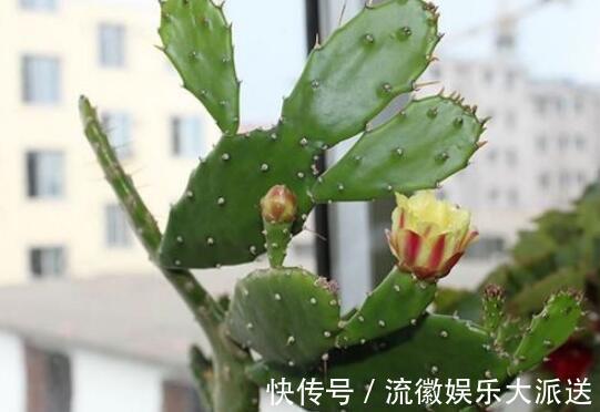 栽种|儿时种下一颗仙人掌，10年后，爷爷打来电话，现在2万都不卖！