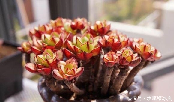 多肉|那些自带果冻色的多肉,它们可从来不让你失望!