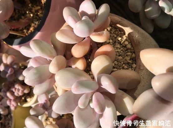 这3款多肉,叶片粉嫩嫩,自带少女风,居家盆栽看着真撩人