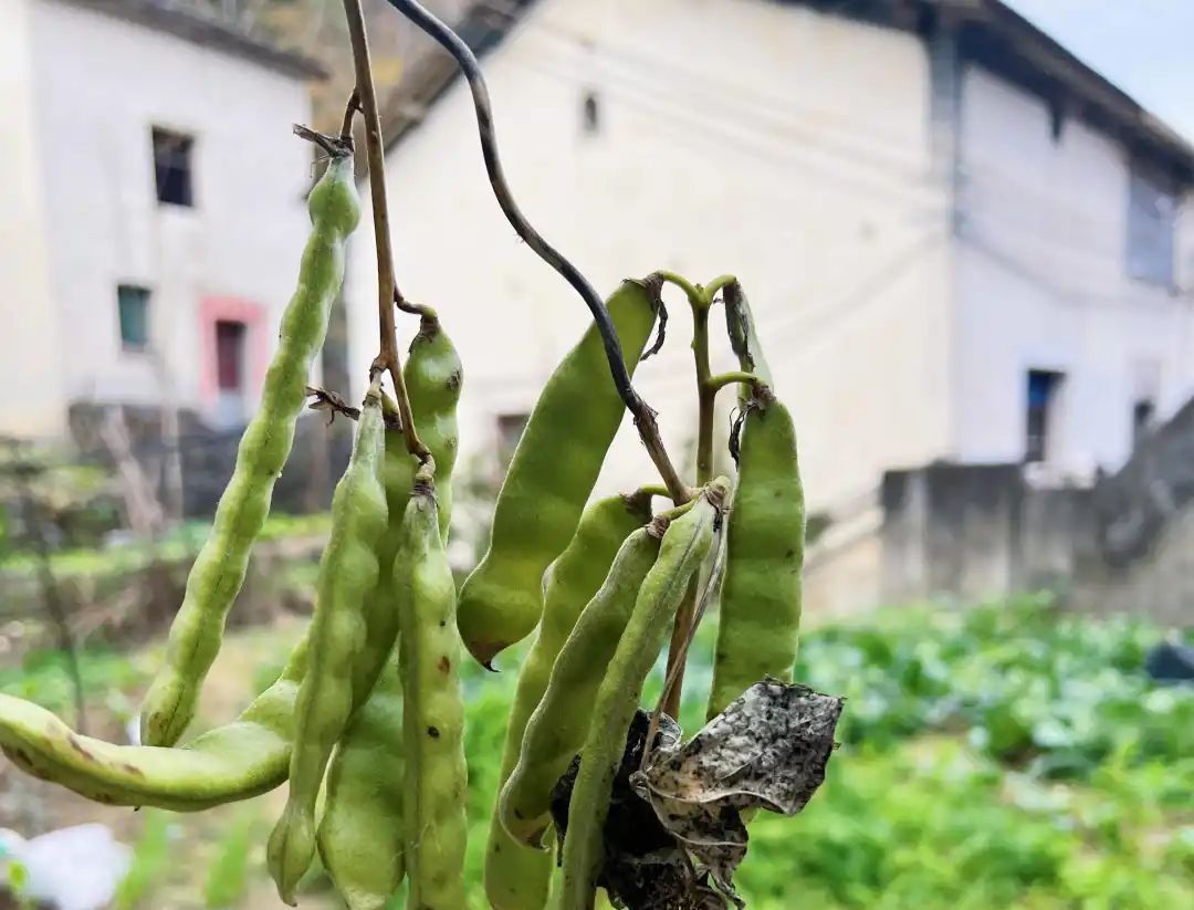 氰苷|有毒！一对夫妇吃了它仅半小时，紧急送医......