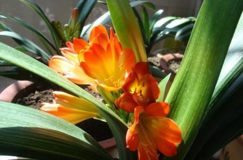 浇花别只用啤酒,掺上1种东西,四季油绿不黄叶,开花也多