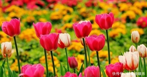 超仙|超仙的4种花,四季开花不断,漂亮似牡丹,对待新手很友好