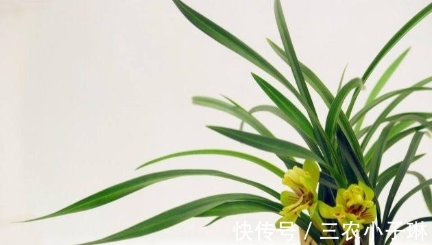 真菌|兰花病害防治: 兰花叶子发黑的三大原因以及处理方法