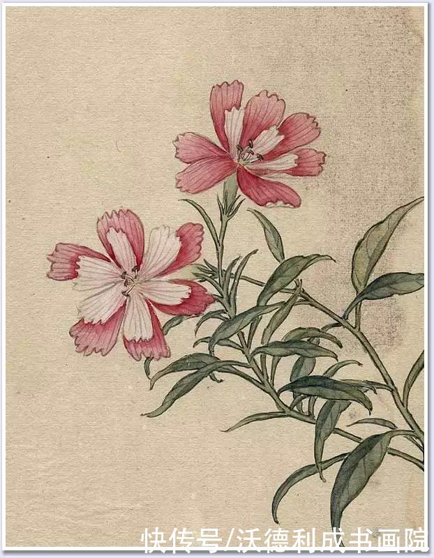 画菊|没骨百花图欣赏，美到骨子里
