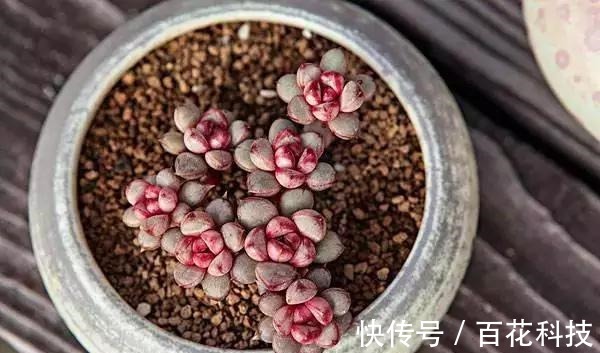 要点|60种多肉图鉴及养护要点,1分钟学会,超全超实用!