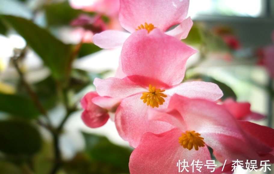 家养海棠花,叶子暗淡观赏差,“3大”要素做好,翠绿茂密好看!