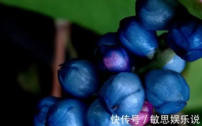 杂草|因全身长满刺常被忽视，却是治病良药，若长在你家路旁别当杂草