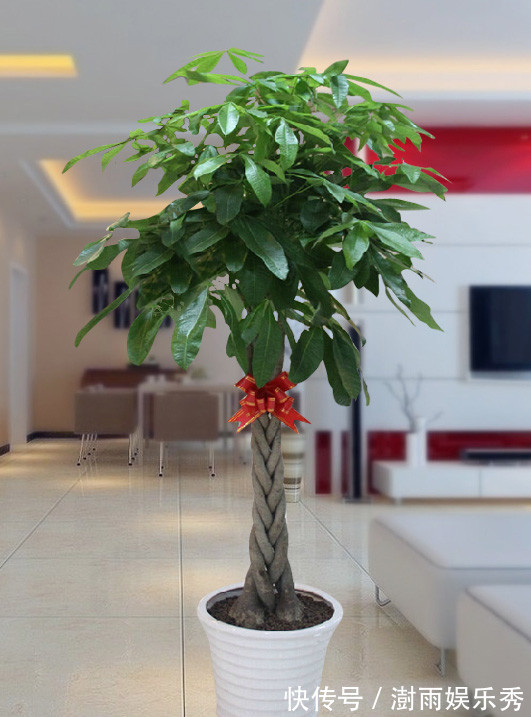 13种“阴冷花”，客厅没光照，长得更旺，越晒越难看