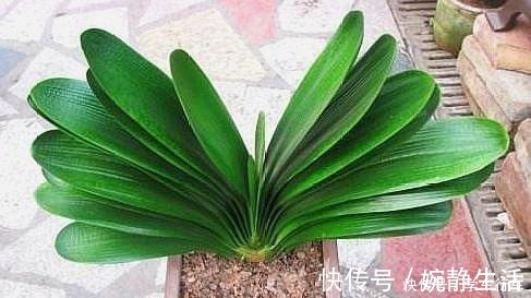 啤酒|别给君子兰用啤酒了,用它才最“靠谱”的,叶片宽大油绿又整齐!