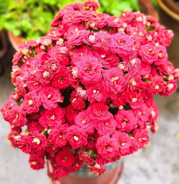 大妈养花,只用3种“生根水”,年年开花都“爆盆”,邻居都羡慕