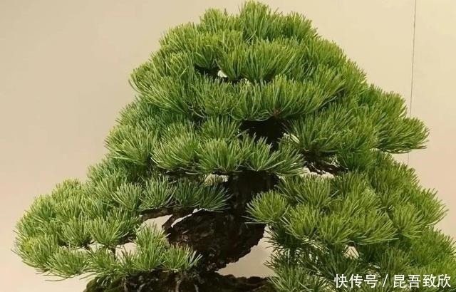 技巧|五针松盆景的6点养护技巧解析，知道了，养护五针松再也不发愁