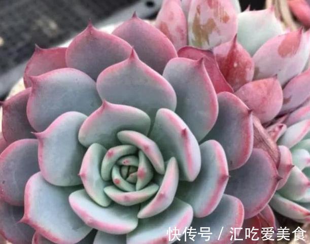 多肉劳伦斯怎么养护，做到5个方法，叶色才会更美更艳丽