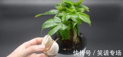 喷壶|不管多难养的花，浇水时加点它，不黄叶还不烂根，比花肥还好用