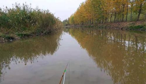 饵料|冬钓大板鲫“9字真经”,注意这些方式方法,冬钓鲫鱼不是难事!