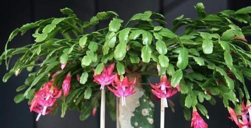 柳树皮|天然的生根液,路边捡几根,泡水或扔花土里,养啥都能爆盆