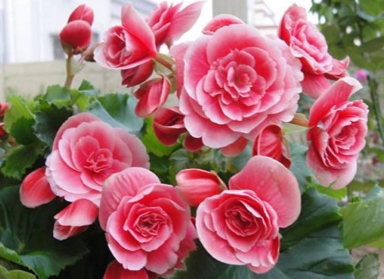 花卉|四种花常年开花易爆盆,被称为花卉界的劳模,好养活还不贵