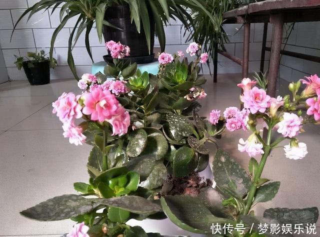 长寿花开败了?别手欠!3件事做对了,花芽又挤满了