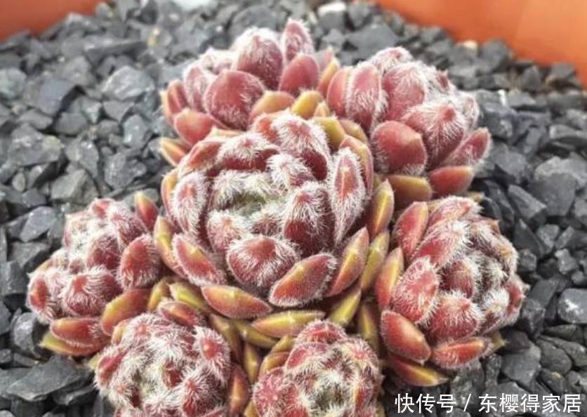 3种普货多肉,号称“爆盆小能手”,冬天冻一冻,养成群生肉墩子