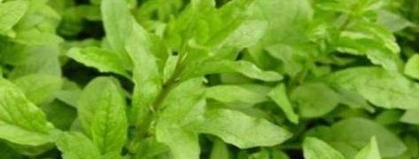 女性担心老太快,学会吃的食物,养护肌肤,降压减脂,抗衰老