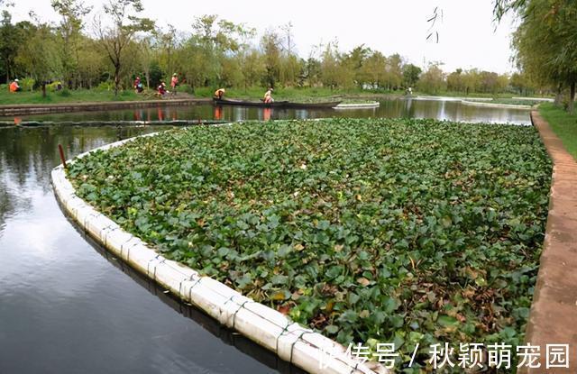 在我国泛滥的水葫芦,弱点实在太好笑,只用一招就能将它们团灭