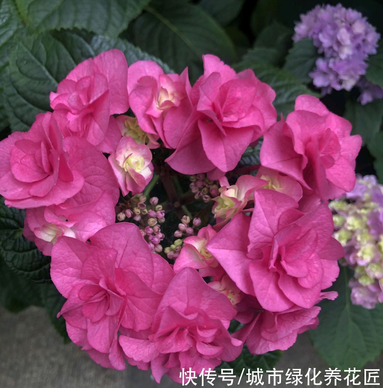 保湿|绣球花盆栽为什么晒一个小时就脱水?养绣球养出了坏脾气