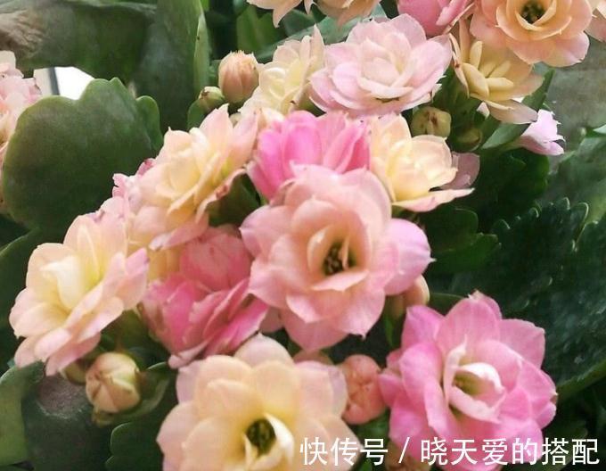 适合十月养的“14种花”，成活率高，能早日开花，喜欢别错过
