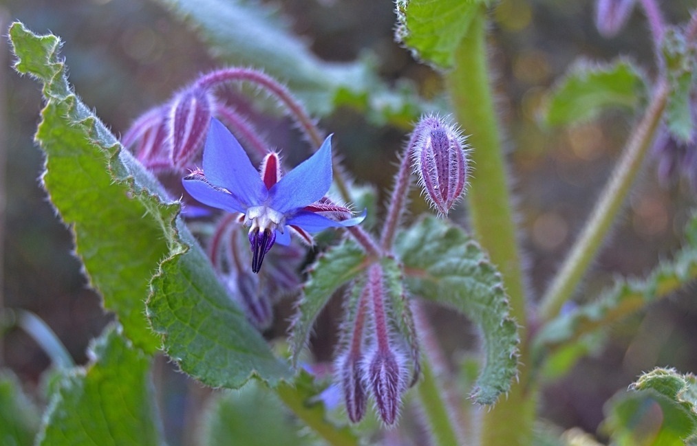 此花被称为勇气之花,还可以用在菜肴里面,花朵小巧可爱