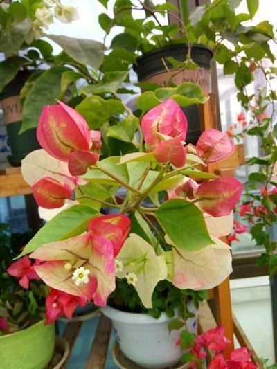 重瓣花中的佼佼者,3种特殊的复色花,开花后实在惊艳夺目