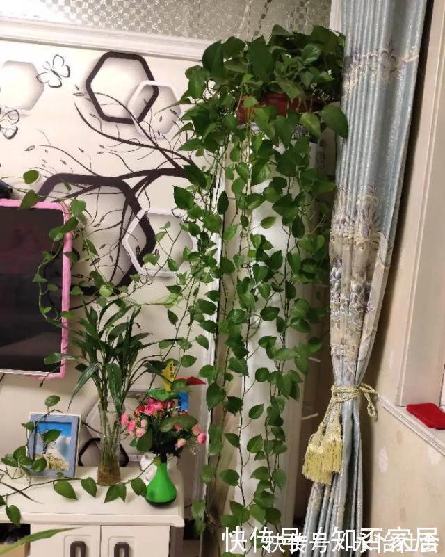 养花技巧：折腾不死的25种花，咋养都爆盆，懒人最适合