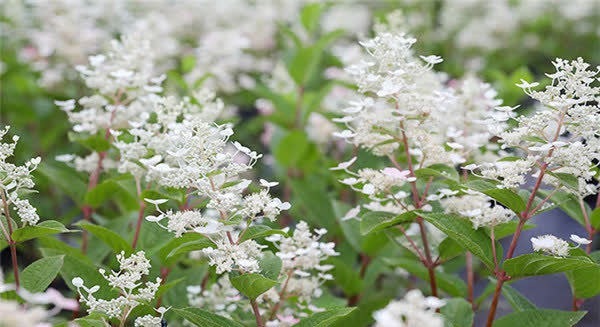 可爱迷人的3种花,美不输玫瑰,四季开花,种植容易,很值得入手
