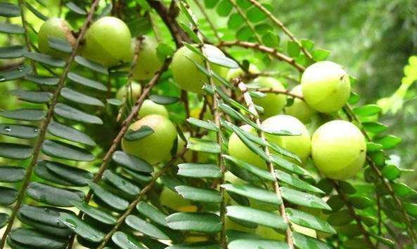 整年|咳嗽久咳不愈,多用此果泡水,坚持三天,利咽喉,整年不咳嗽