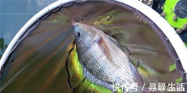 鱼儿|野钓鱼儿活跃水层多变,如何快速定位鱼层两个方法三个原则