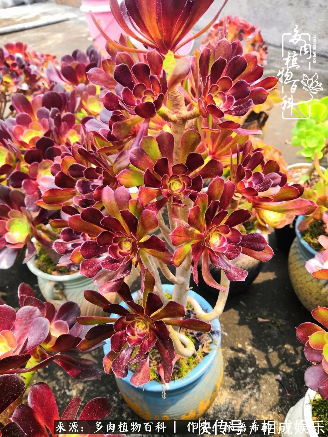 何以解忧，唯有多肉！目光所及，皆是喜欢！