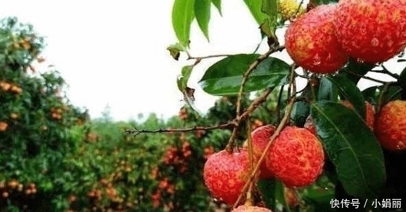 印度把“中国特产”带回国大量种植,效仿中国出口,却遭四处碰壁